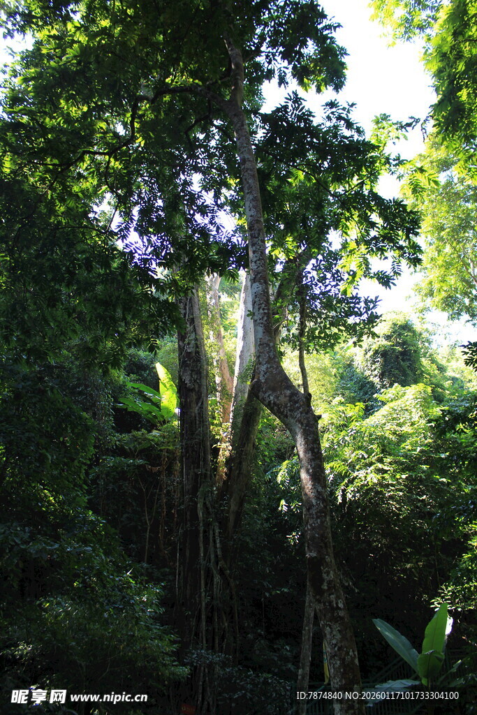 雨林中奇特造型的古老树木