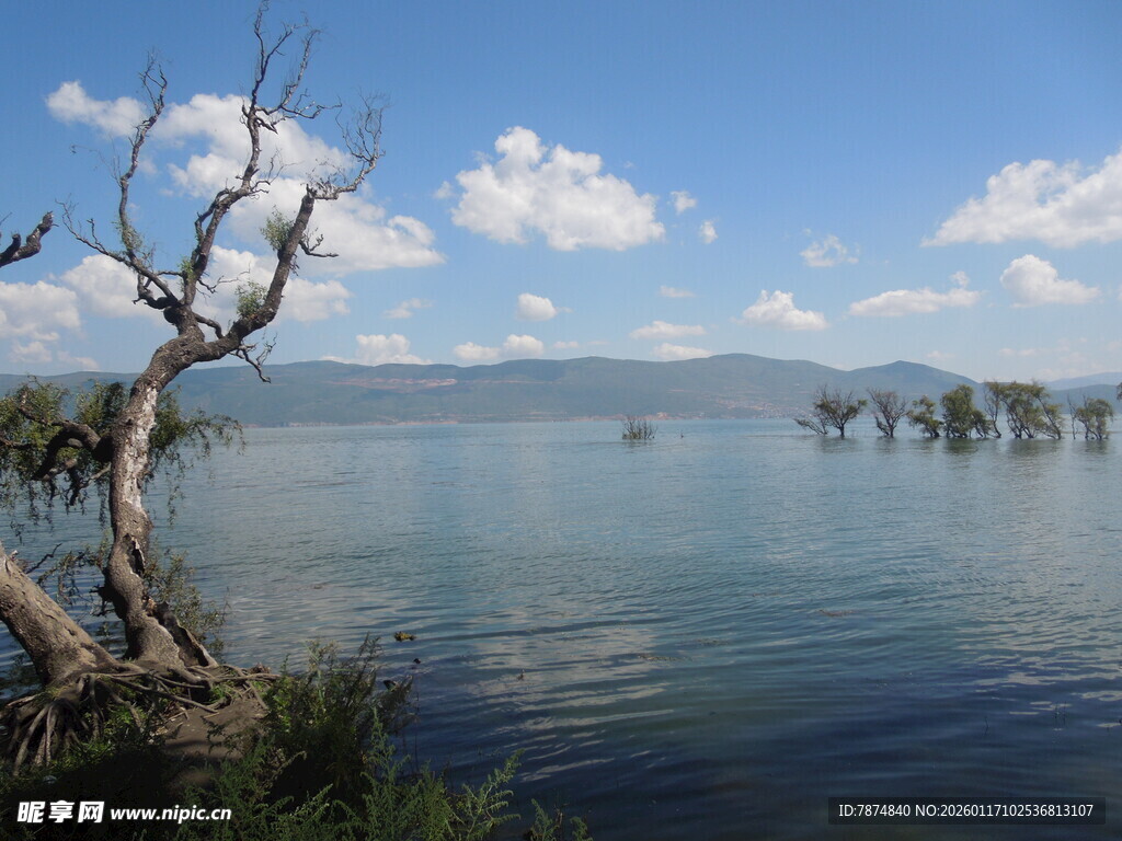 湖畔枯树与宁静湖水