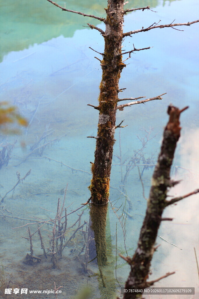 水下枯木景象