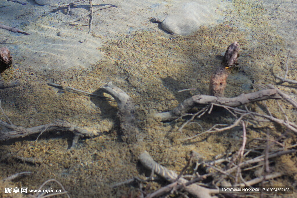 湿地中的枯枝与残桩