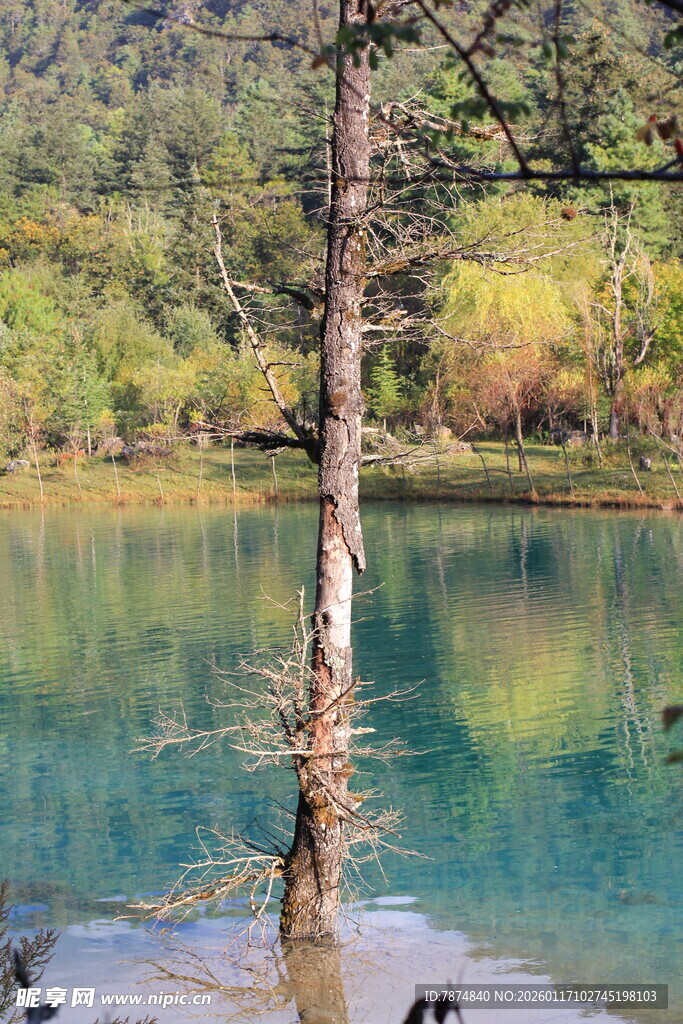 湖畔枯树与碧水美景