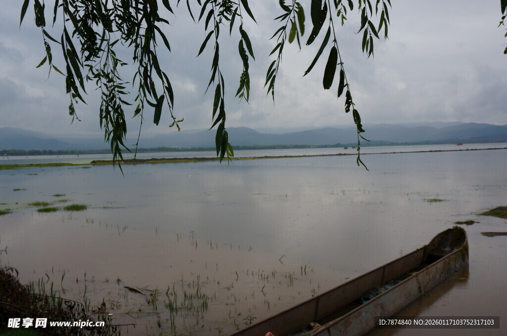 湖畔垂柳 静谧水边景致