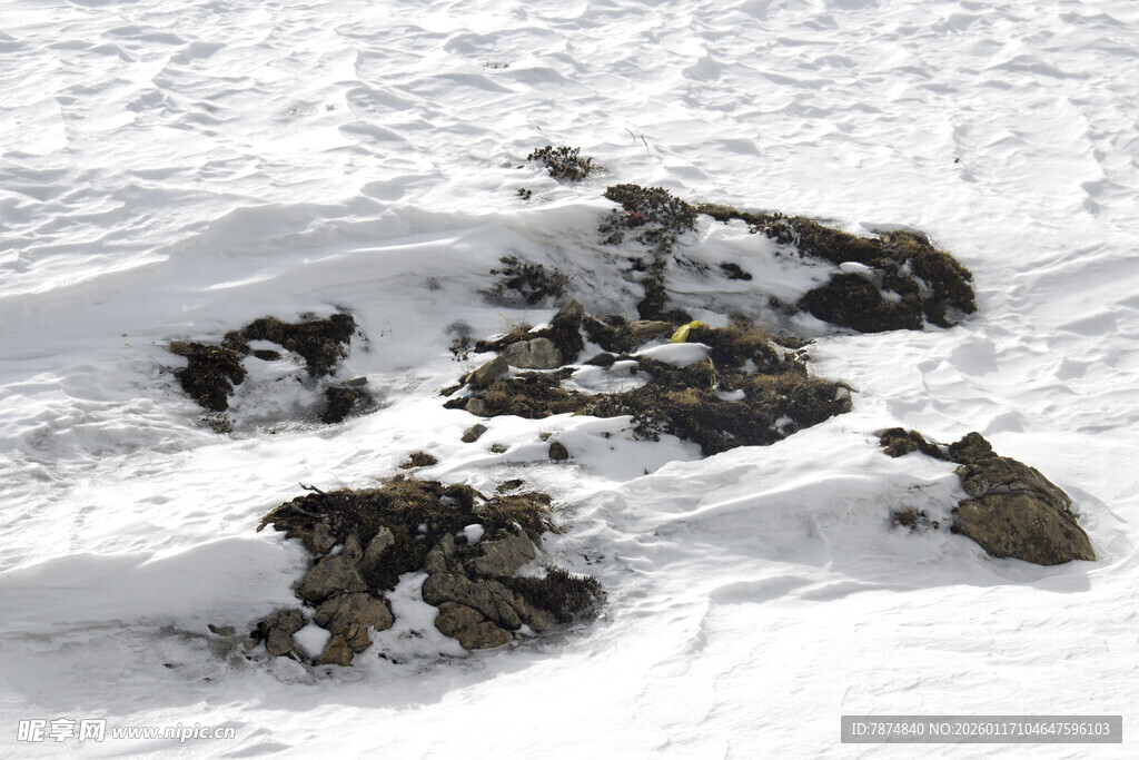 雪地上的黑色物体