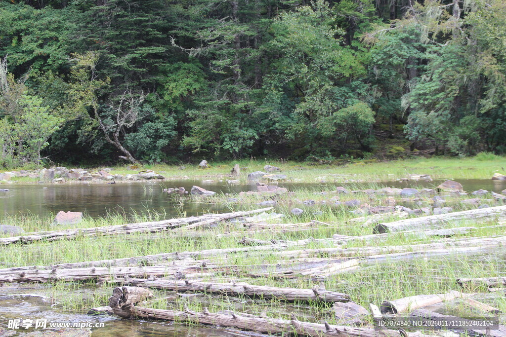森林中的湿地与倒伏树木