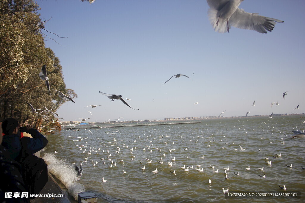 海边喂海鸥的惬意瞬间