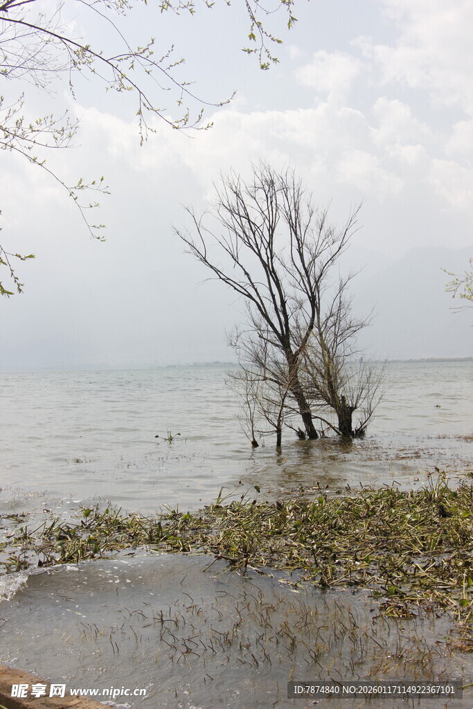 孤树立于水边的萧瑟景象