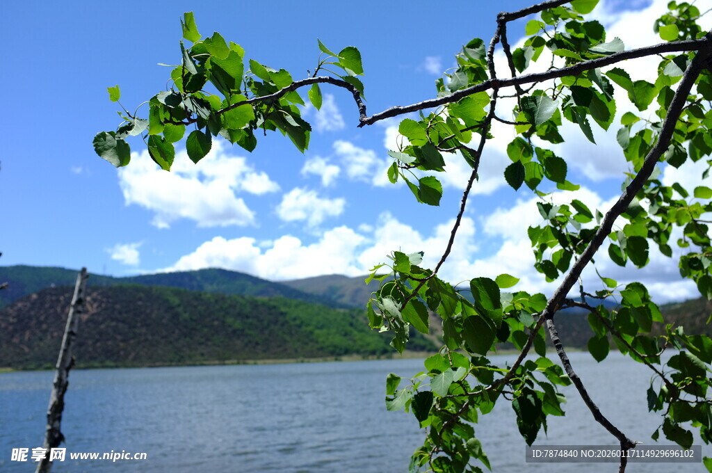 湖畔枝头绿意与蓝天美景