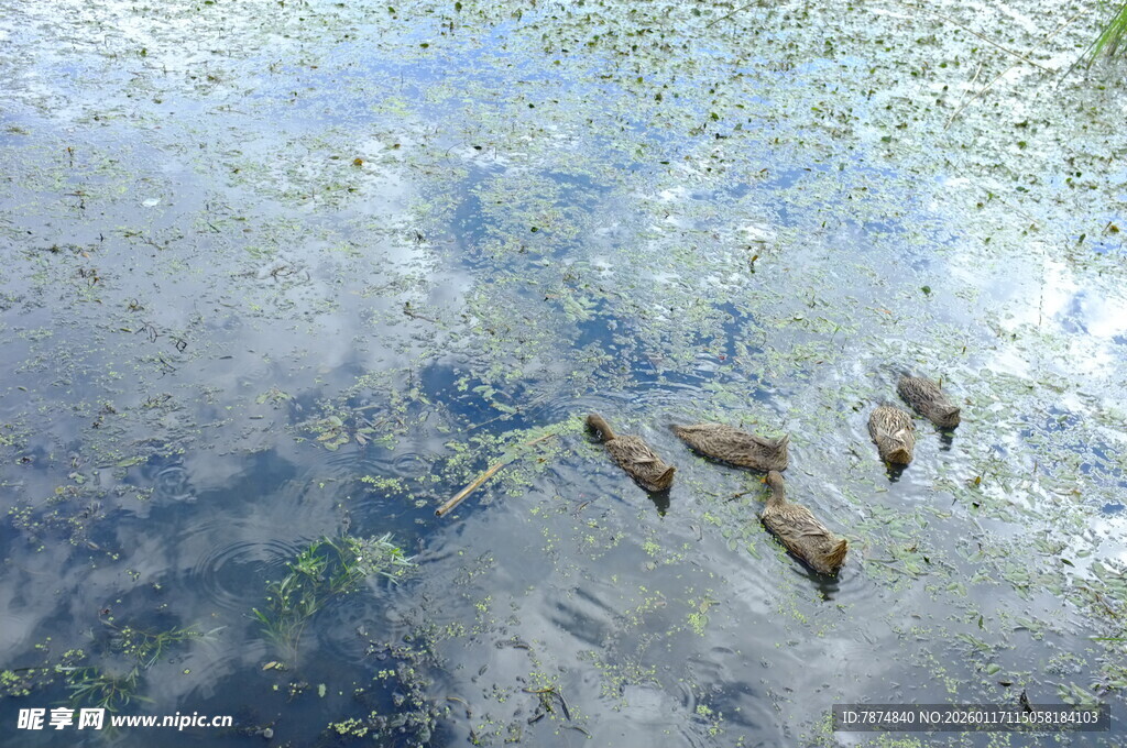 水中游鱼与浮萍景观