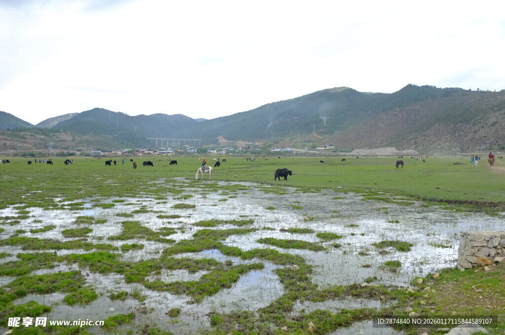 山间水田 牛群悠然图景