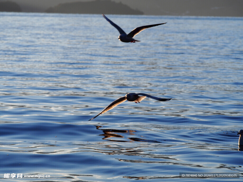 海面上飞翔的灵动鸟儿