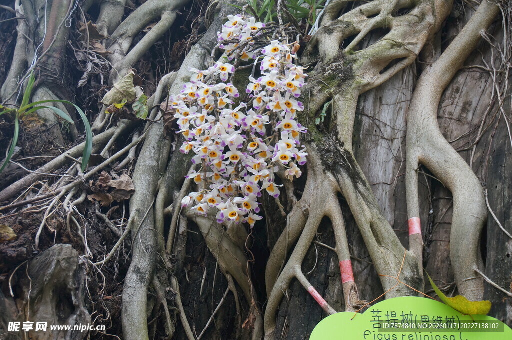 树根间绽放的多彩花朵