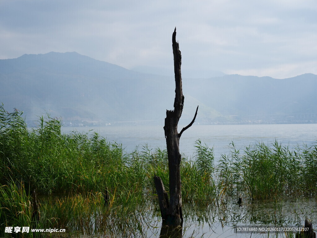 湖畔枯木与葱郁水草