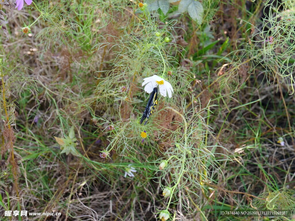 草丛中的白色小花