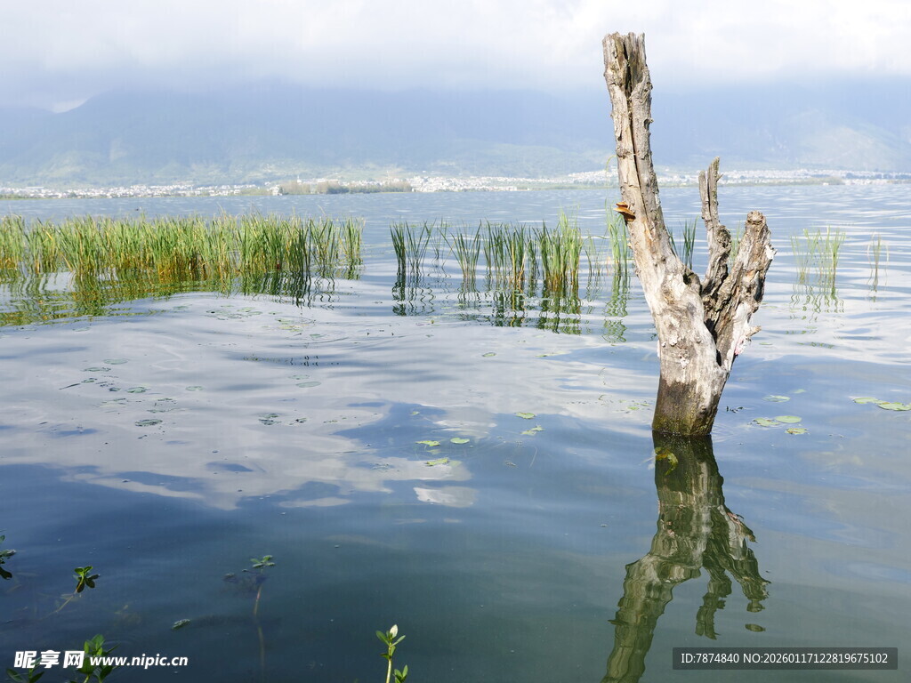 水中枯树与葱郁岸景