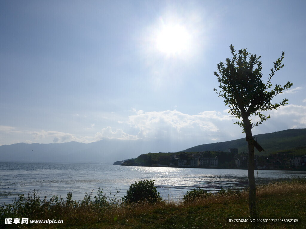 湖畔孤树映蓝天