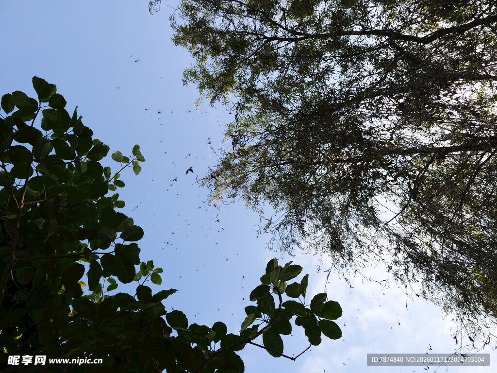 仰视绿树蓝天美景