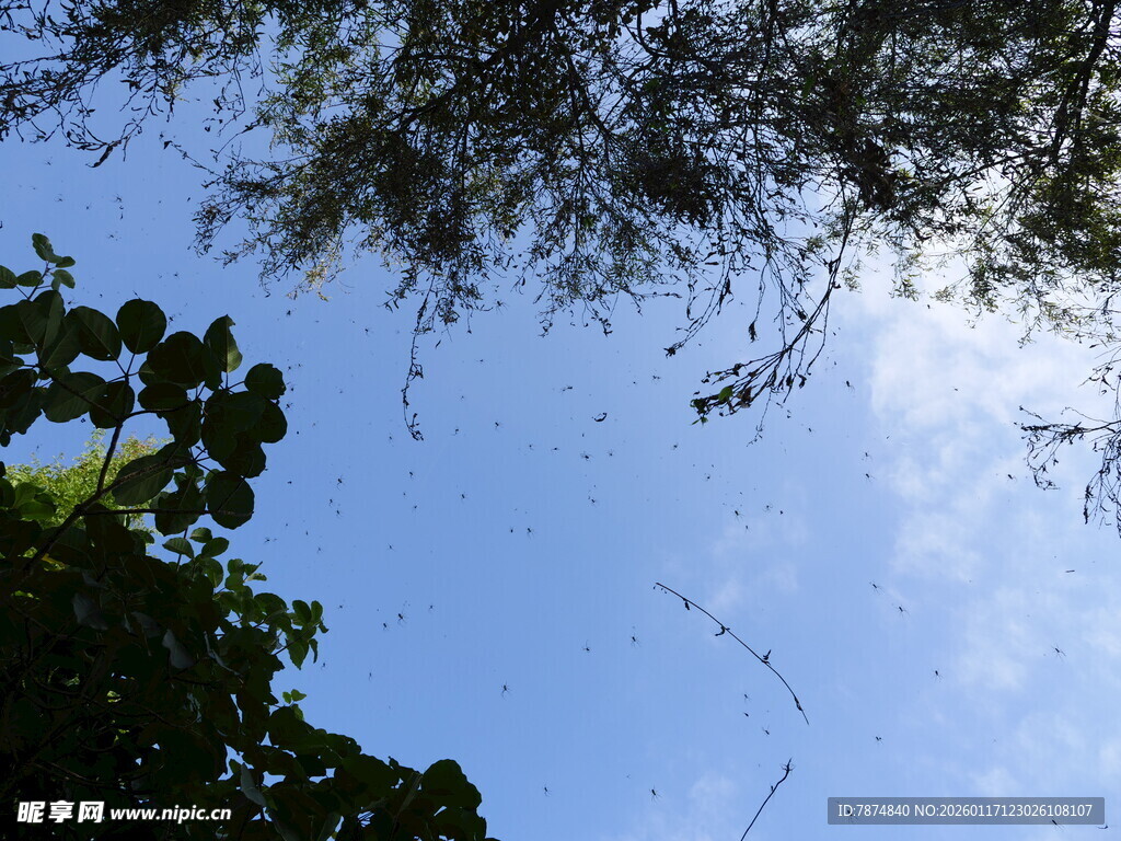 仰视蓝天绿树的自然景致