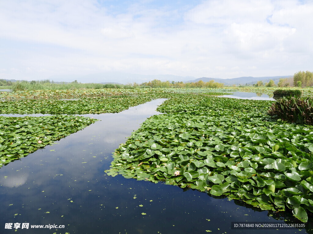水上绿植景观