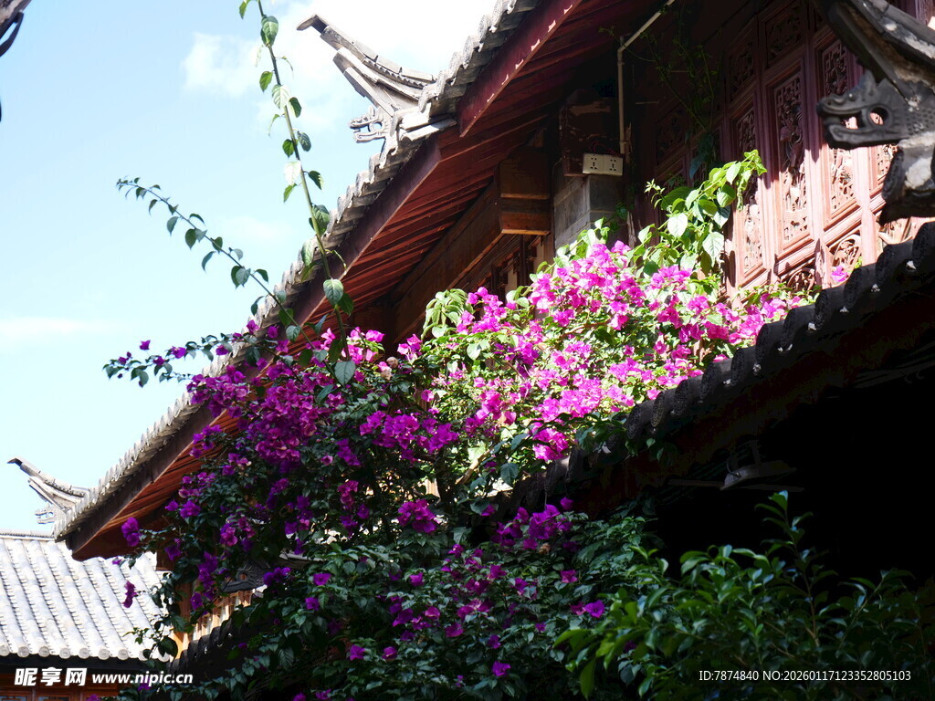 古建旁绽放的绚烂紫花