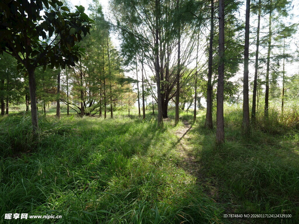 阳光洒落的静谧森林