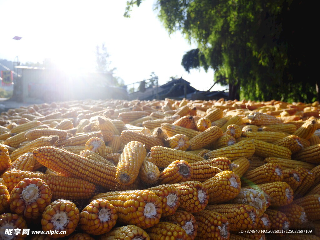 金黄玉米堆成丰收美景