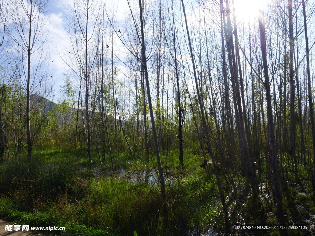 林间湿地美景