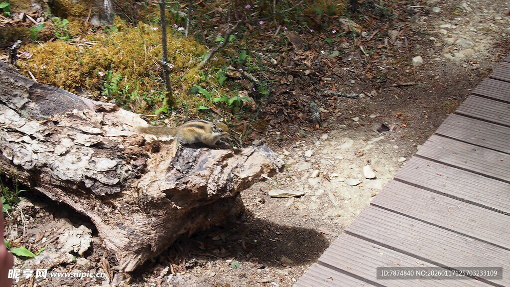 木栈道旁的老树桩景观