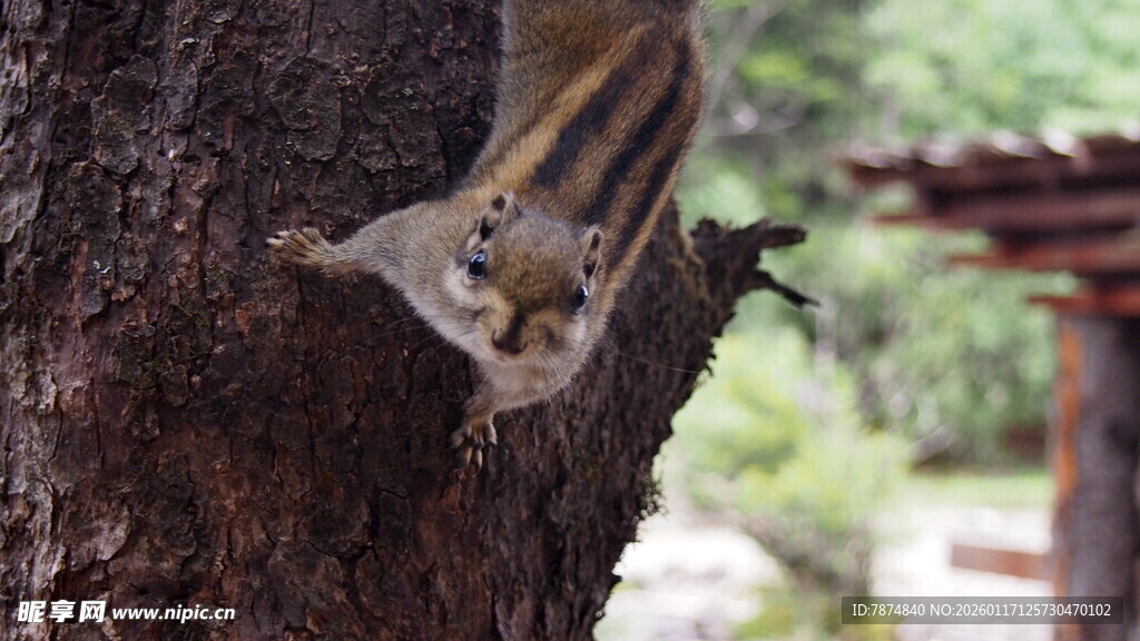 树干上的俏皮小松鼠