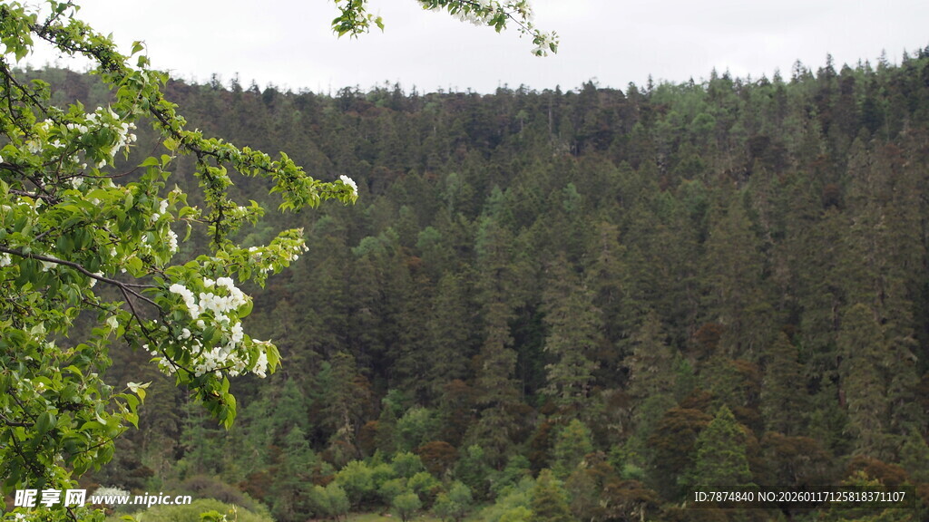 山林绿意盎然的自然景致