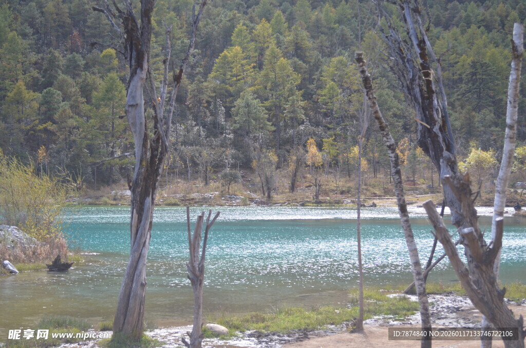 湖畔枯树与葱郁山林美景