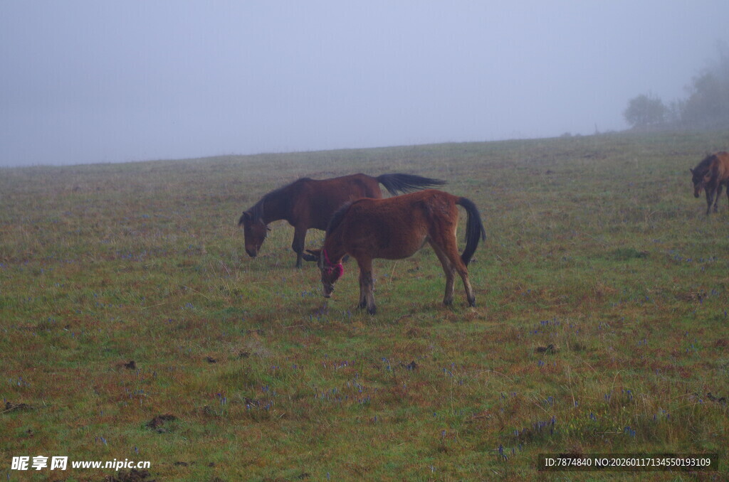草原上的马匹悠然吃草
