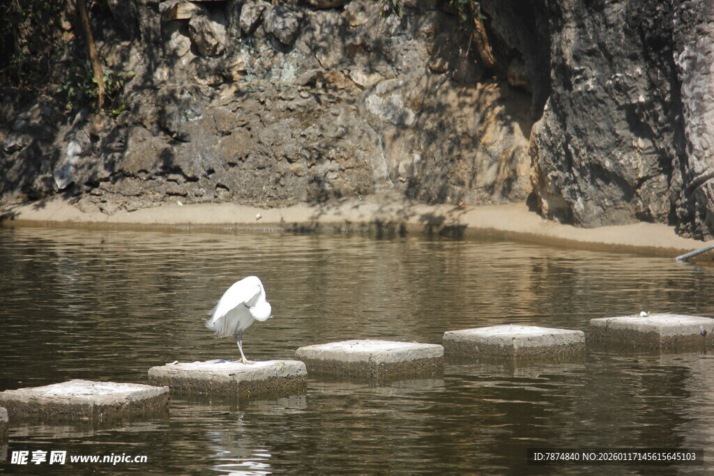 白鹭立于水中石墩