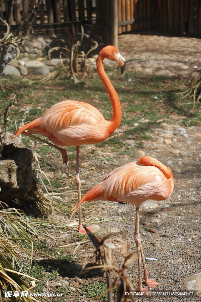 两只火烈鸟于户外休憩