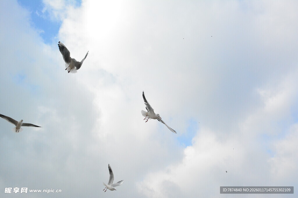 天空中飞翔的几只海鸥