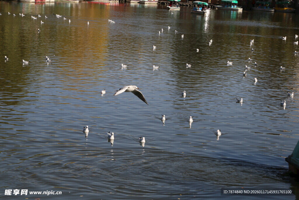 湖面上飞翔的众多鸟儿