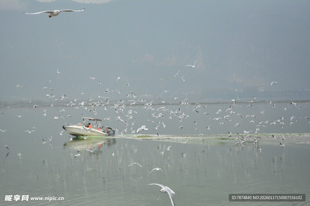 湖面上小船与群鸟共舞