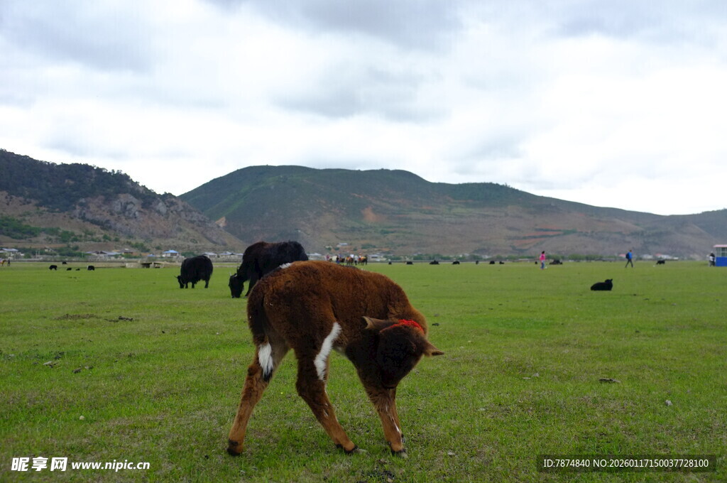 草原上的小牛