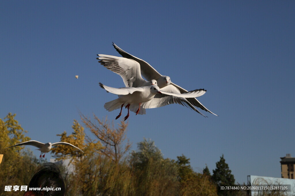 白鹭蓝天展翅飞翔