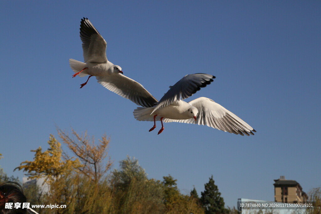 双鸥蓝天展翅飞翔