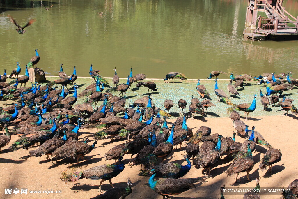 岸边成群鸭子休憩