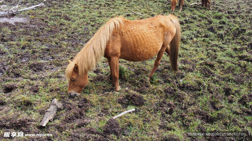 草原上低头吃草的骏马