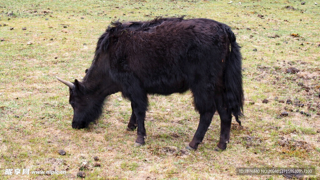 草原上的黑色牦牛