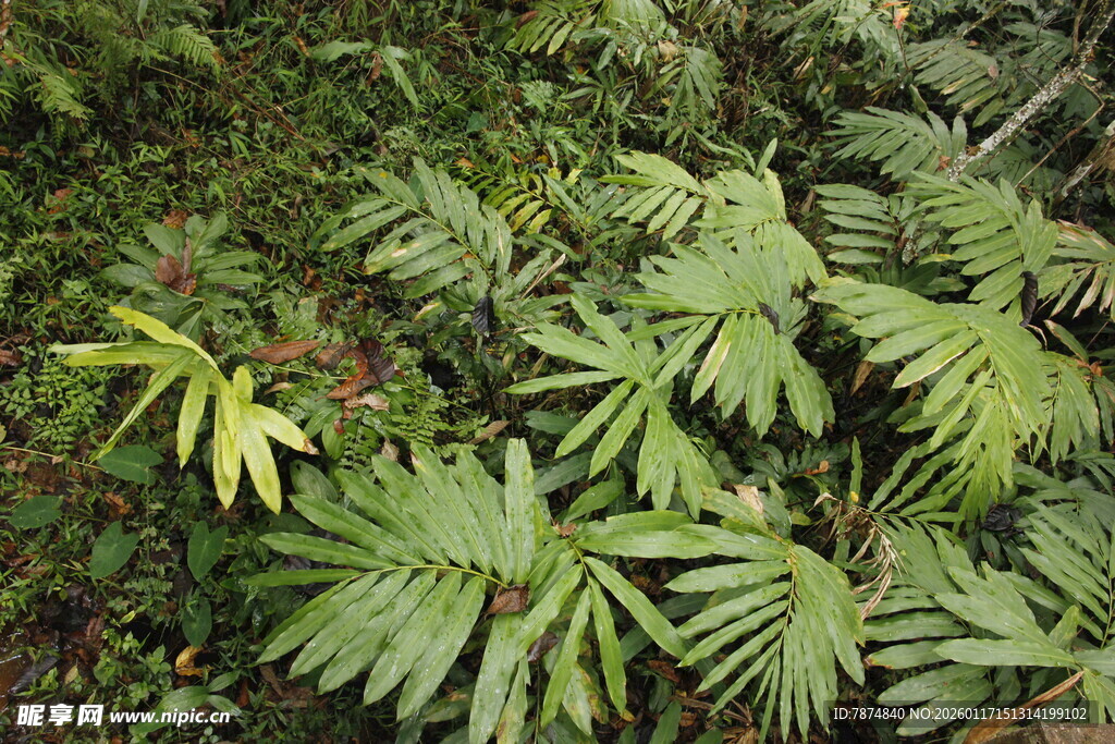 茂密蕨类植物景观