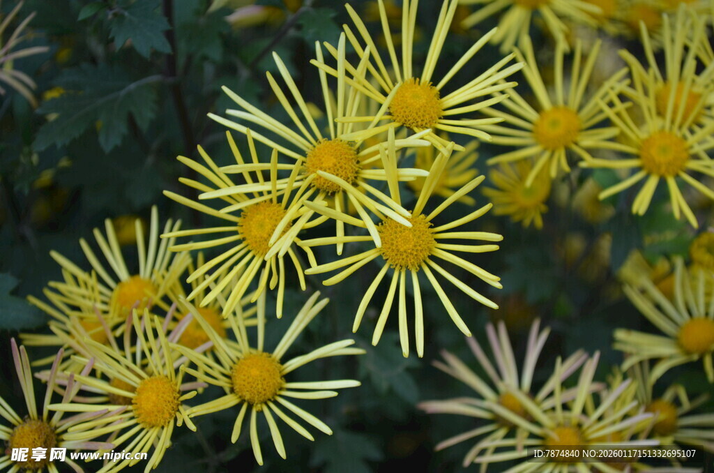 金黄绽放的美丽菊花