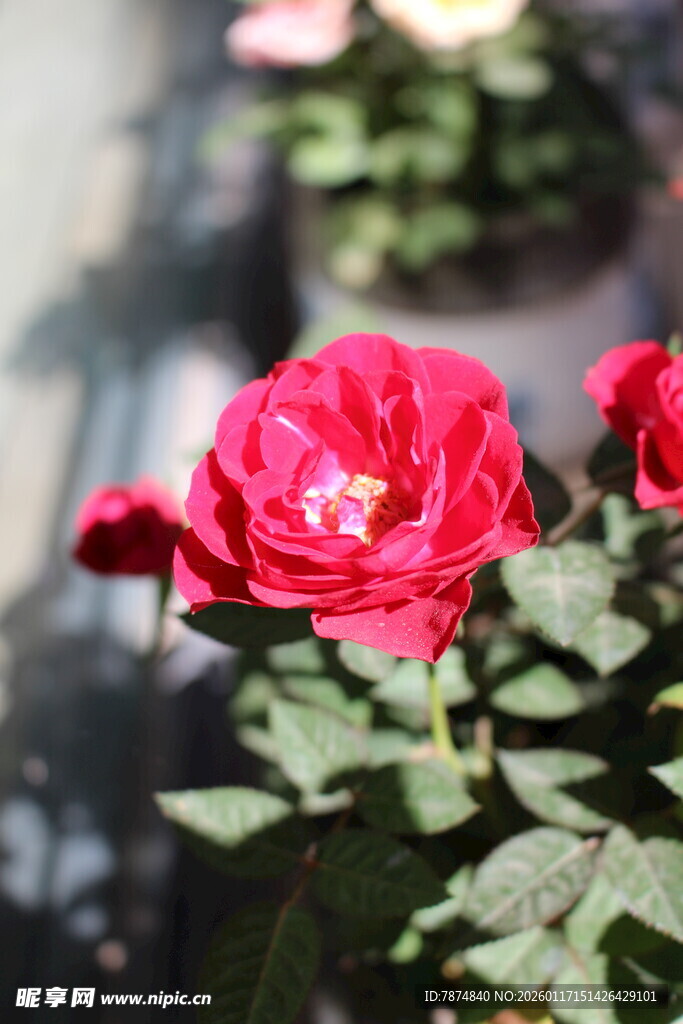 娇艳红玫瑰绽放