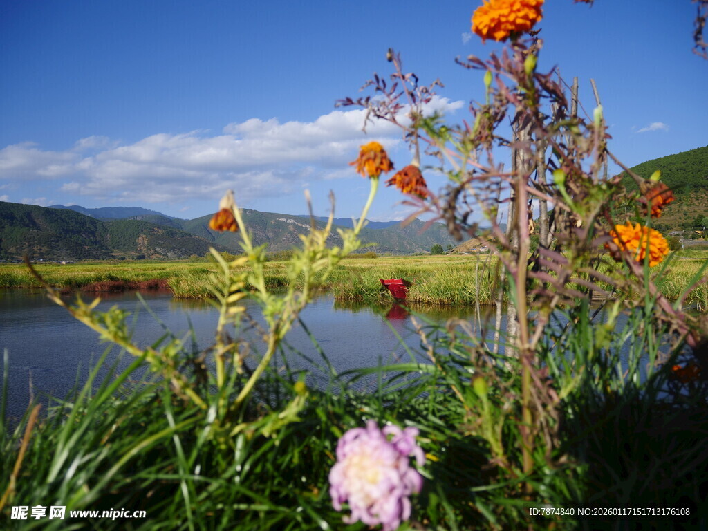 湖畔野花绽放的美丽景致