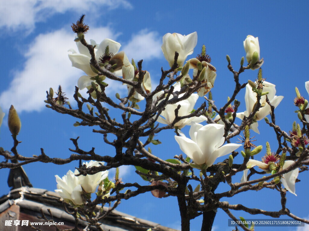 蓝天映衬下的玉兰花绽放