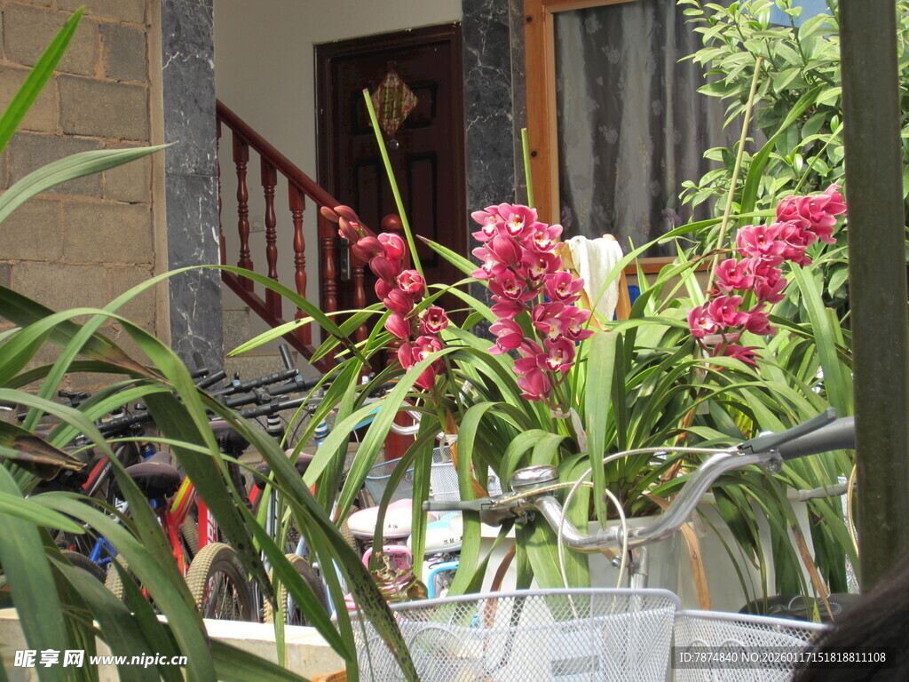 窗边绽放的多彩花卉