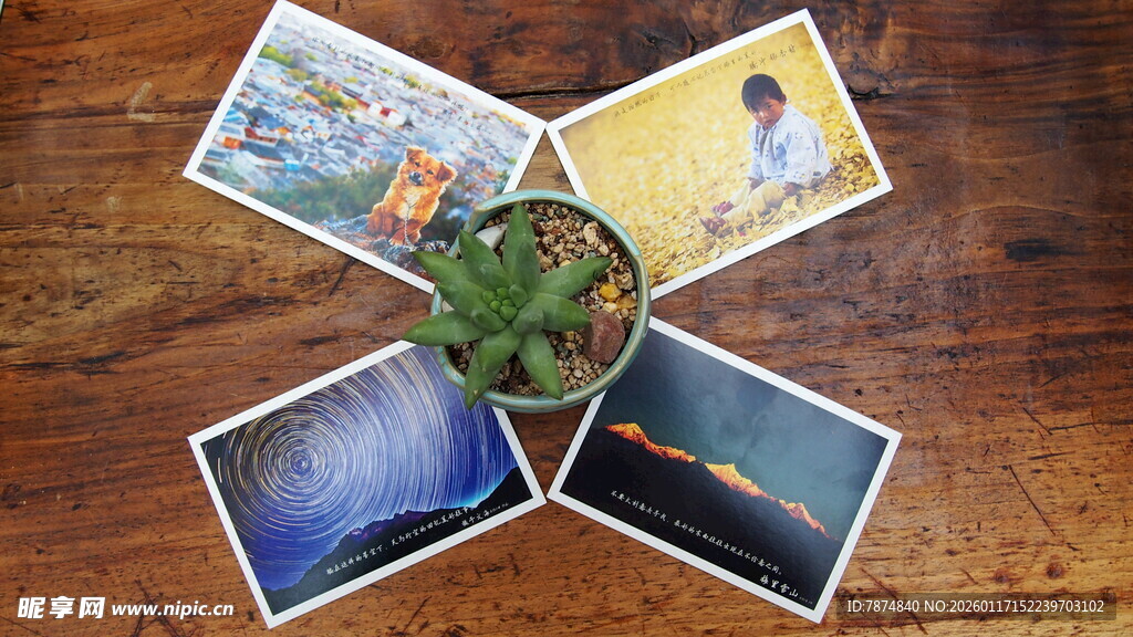 多彩照片环绕绿植