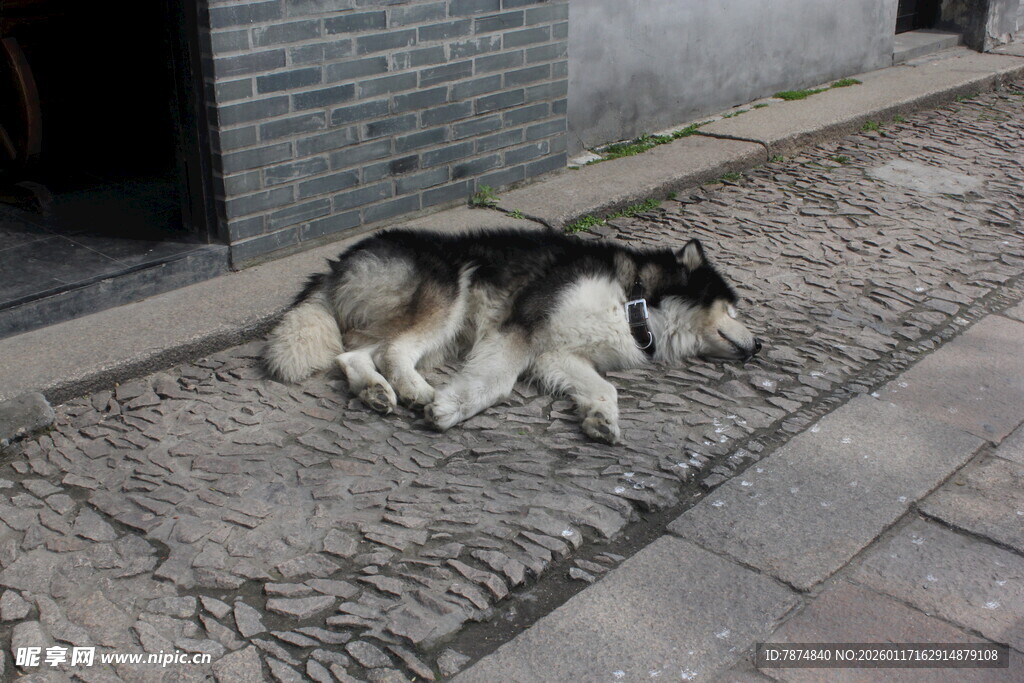 路边酣睡的哈士奇